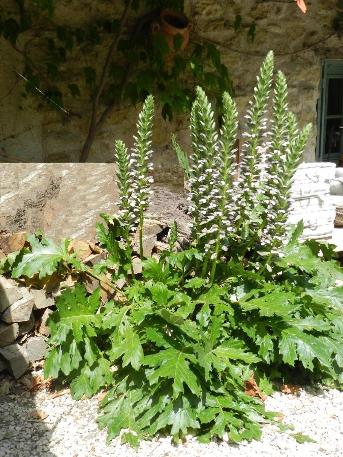 Les Acanthes Lauris ภายนอก รูปภาพ